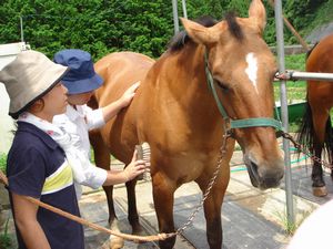 馬と遊ぼう！