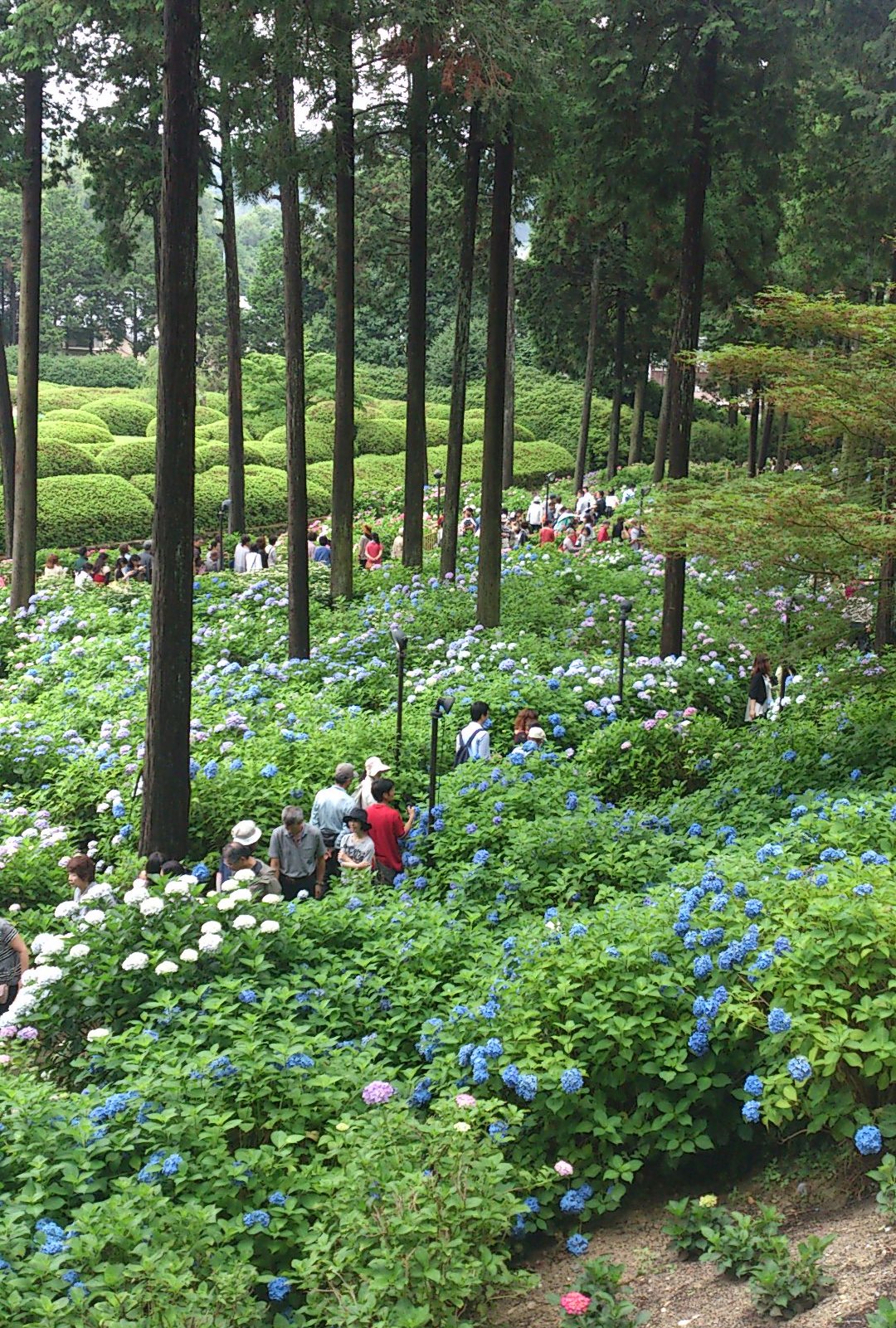 6月山歩き１.jpg