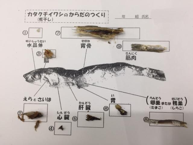 イワシの解剖に挑戦