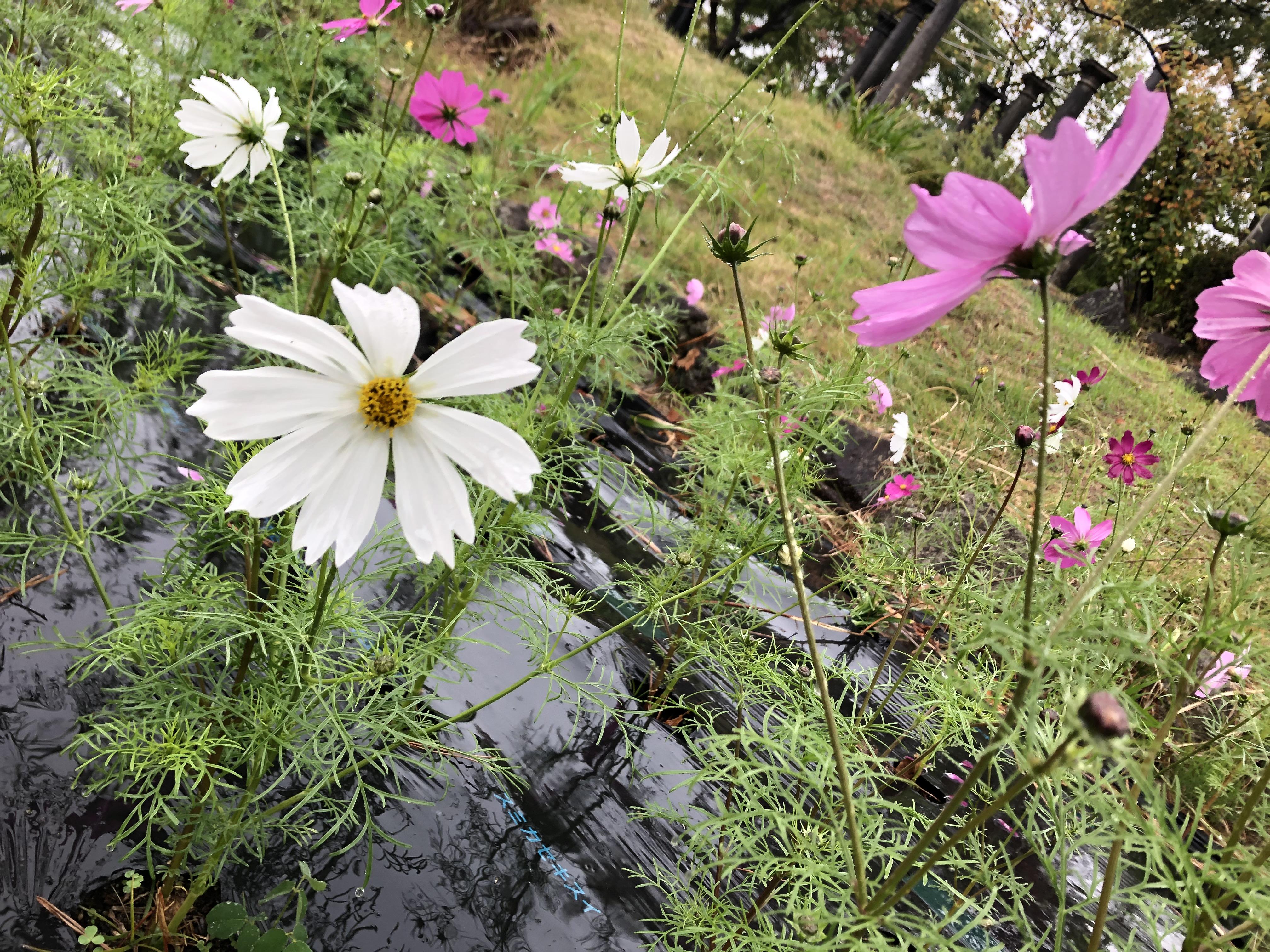 ３年生「自分たちで作りだした居心地のよさ」