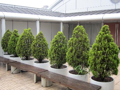 木