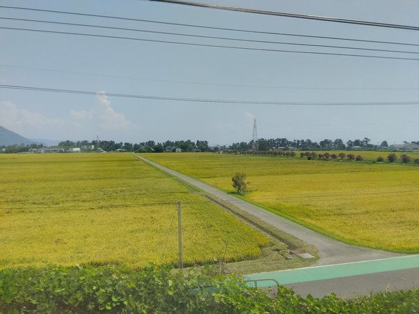 田んぼ.jpg